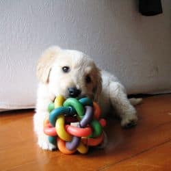 jouet chien ultra resistant