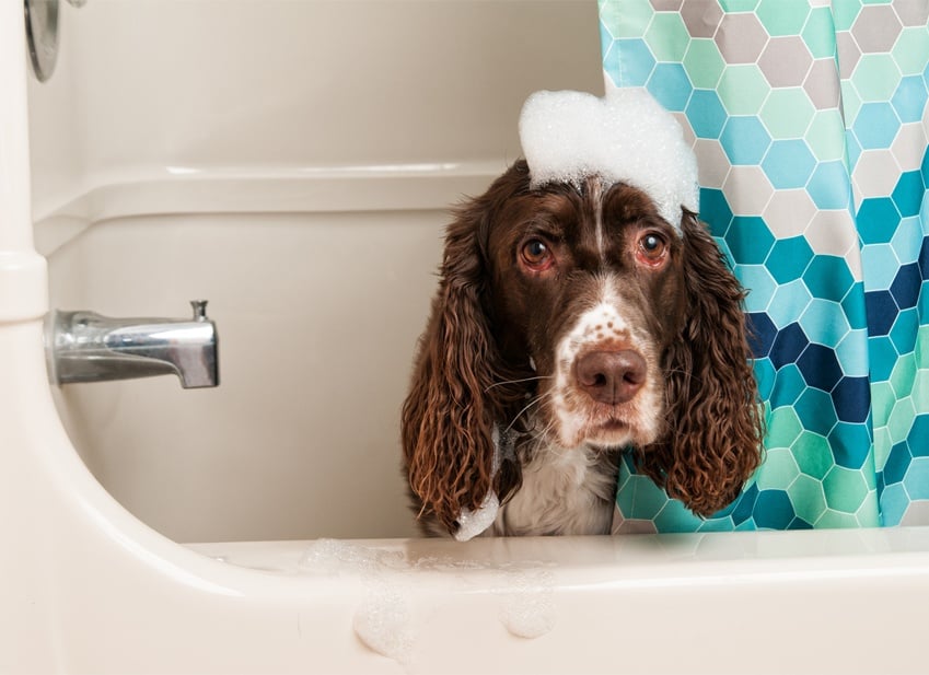 Shampoing Pour Chien Comment Choisir Jardingue