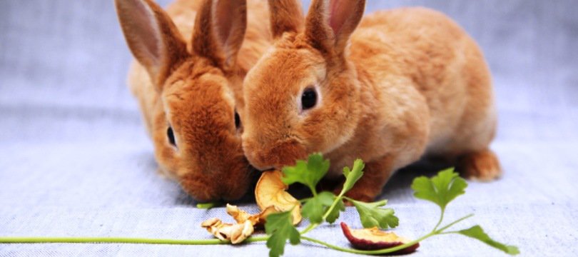 Alimentation Et Nourriture Pour Lapin | Jardingue