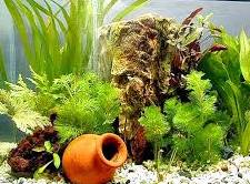 Décoration aquarium : le comparatif complet Jardingue
