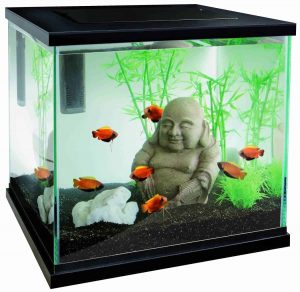 Meilleure décoration aquarium : comment l'aménager ?